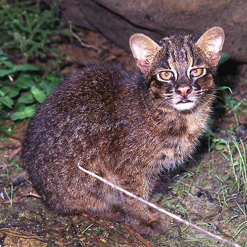 Iriomote cat
